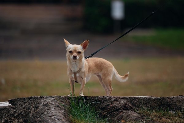 How Can Emerging Digital Technologies Revolutionize the UK Property Market?